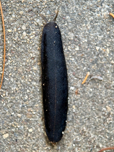 Tropical Leatherleaf Slug