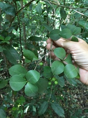 Alyxia stellata