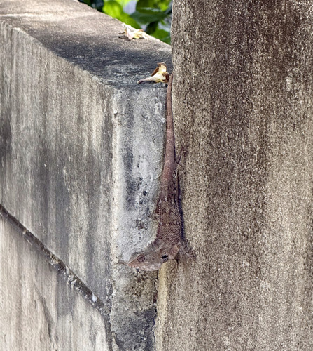 Indian Garden Lizard