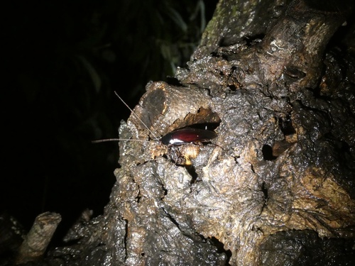 Smokybrown Cockroach