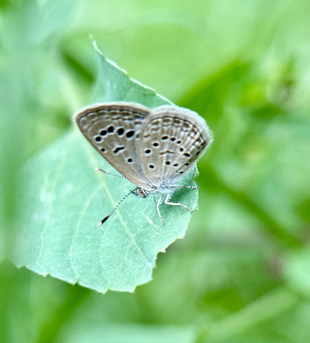 Dark Grass Blue