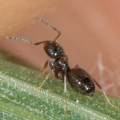 Brachymyrmex patagonicus
