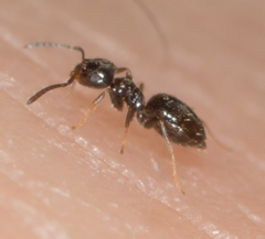 Brachymyrmex patagonicus