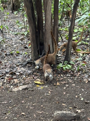 White-nosed Coati