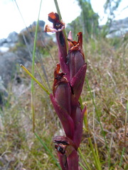 Disa ophrydea
