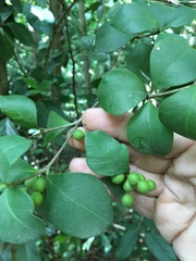 Alyxia stellata