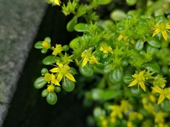 Sedum formosanum