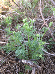 Ammoselinum popei