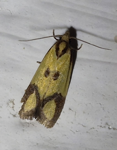 Knapweed Root Moth