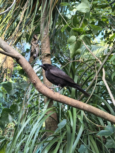 Shiny Cowbird