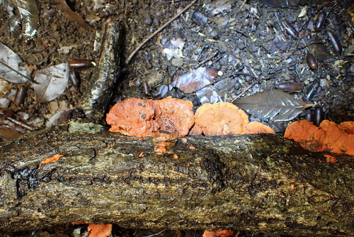 Southern Cinnabar Polypore