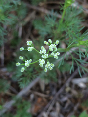 Spermolepis echinata