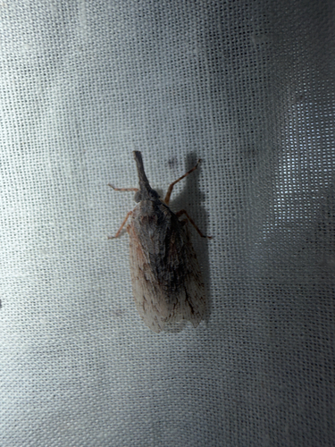 Eurinopsyche obscurata observed 2026-06-26