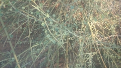 Adenolobus garipensis