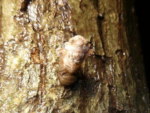 Kaempfer Cicada