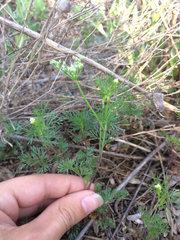 Spermolepis echinata