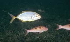 Caranx bartholomaei