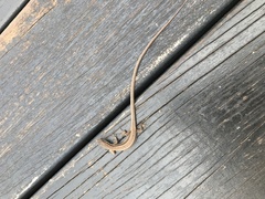 Takydromus kuehnei