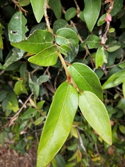 Ficus pumila awkeotsang