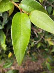 Ficus pumila awkeotsang