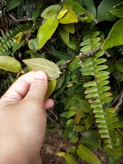 Ficus pumila awkeotsang
