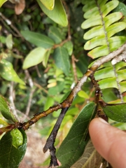 Ficus pumila awkeotsang