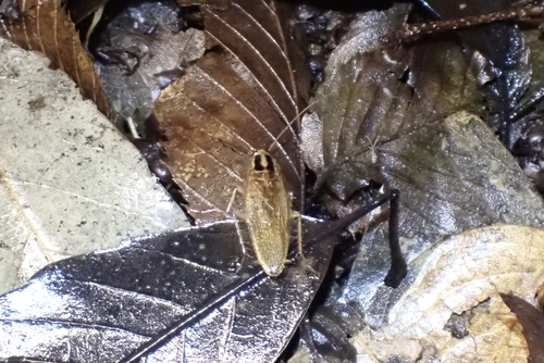 Blattella nipponica