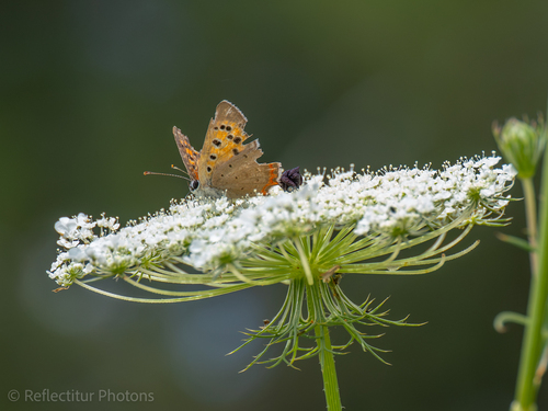 Small Copper