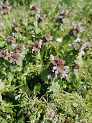 Lamium purpureum