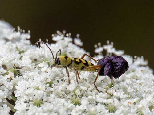 Grape Wood Borer
