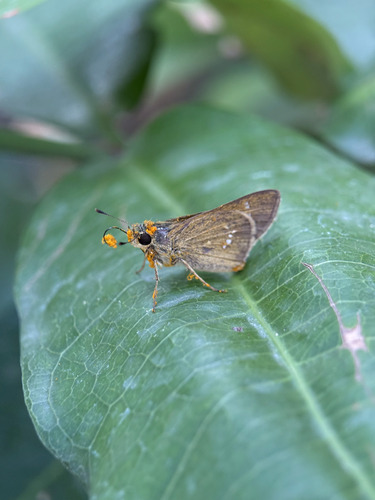 Oriental Straight Swift