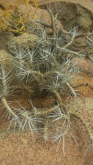 Monsonia