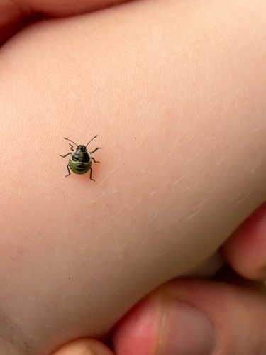 Green Shield Bug