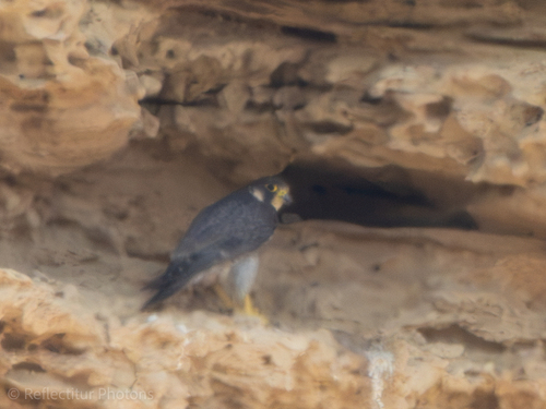 Mediterranean Peregrine Falcon