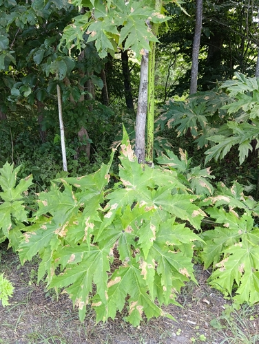 Giant Hogweed