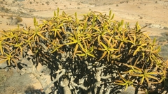 Aloidendron ramosissimum