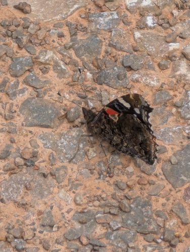 Red Admiral