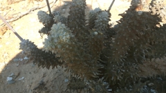 Tylecodon wallichii ecklonianus