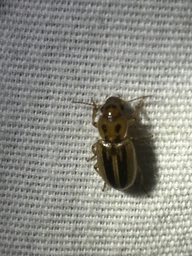 Lined Stenolophus