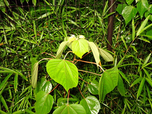 Mallotus