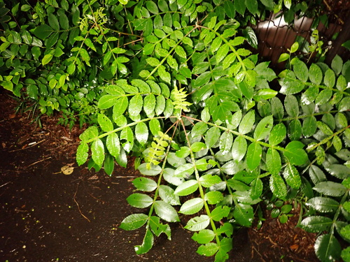 Chinese sumac