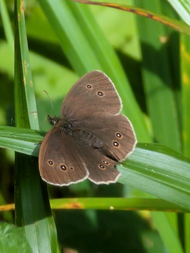Ringlet