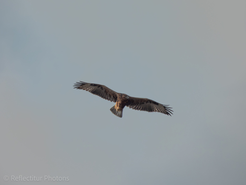 Northern Long-legged Buzzard
