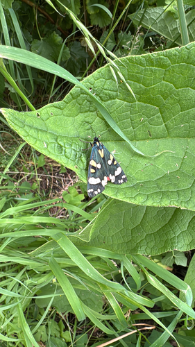 Scarlet Tiger