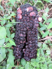 Balanophora laxiflora