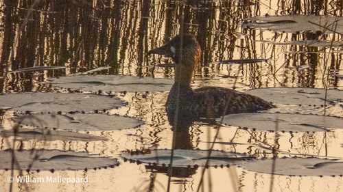 iNaturalist image