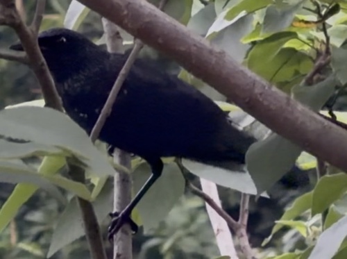 Blue Whistling-Thrush