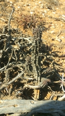 Richtersveldia columnaris