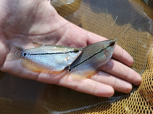 Pearl gourami (Trichopodus leerii) — Osphronemidae — 2