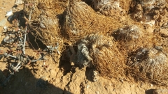 Gethyllis grandiflora